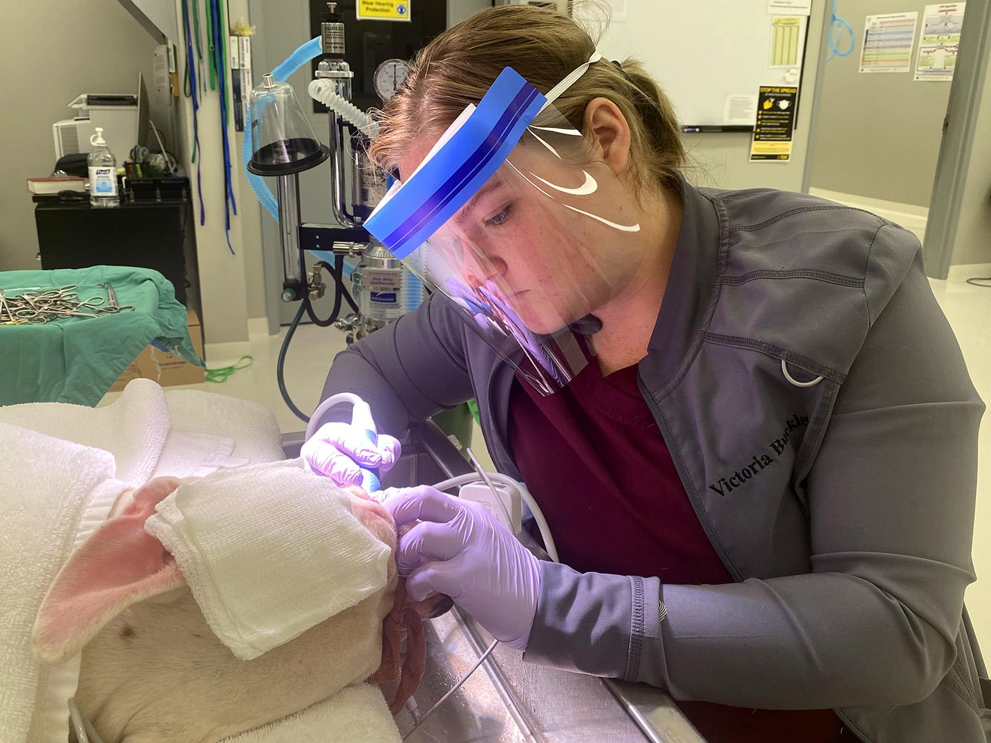 TJC Vet Tech Buckley