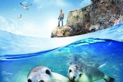 Tjc sea lions