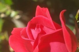 Bahai devotionals president