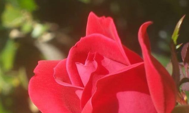 Bahai devotionals president