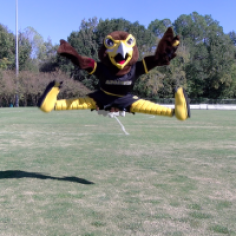 Harry the Hawk