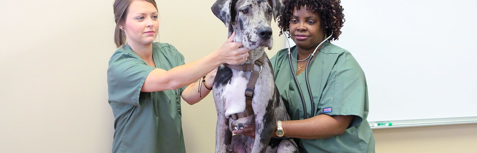 Vet tech featured sized