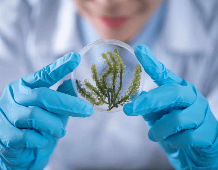 Person holds a petri dish with green algae-like plants while wearing blue gloves.