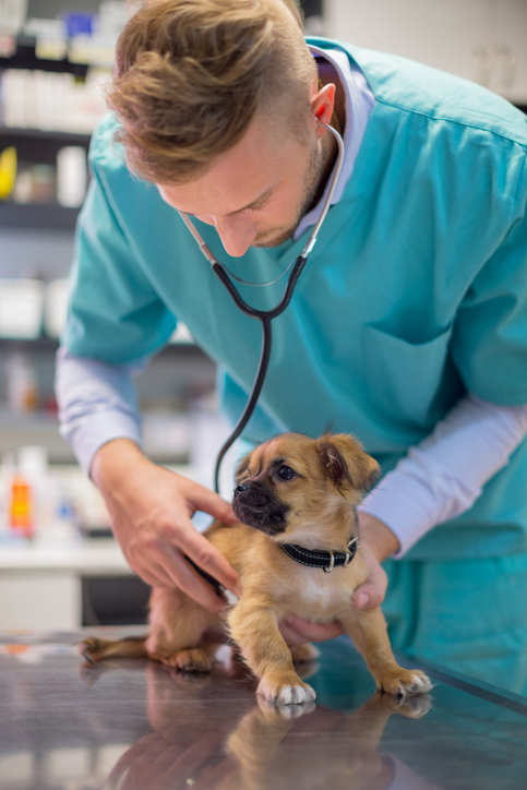 Veterinary Technician