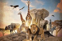 Tjc serengeti
