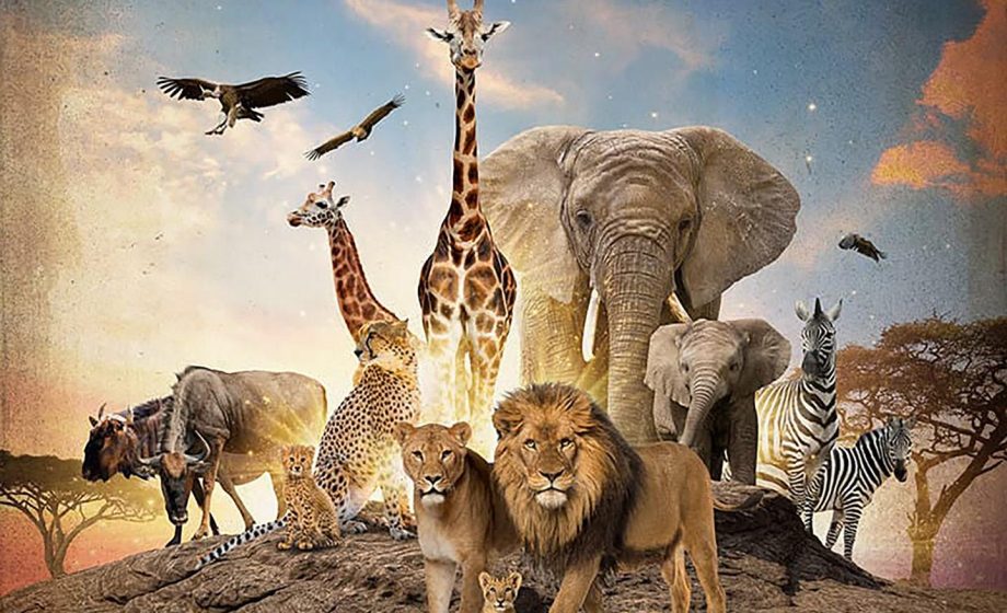 Tjc serengeti